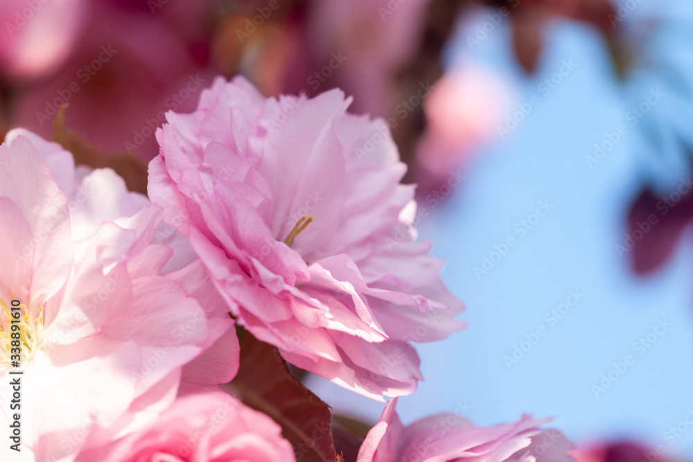 beautiful cherry blossom macro pink flower