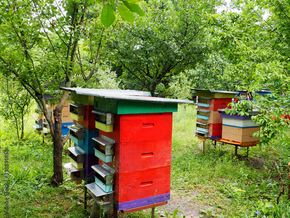 beehives in a private apiary in the garden