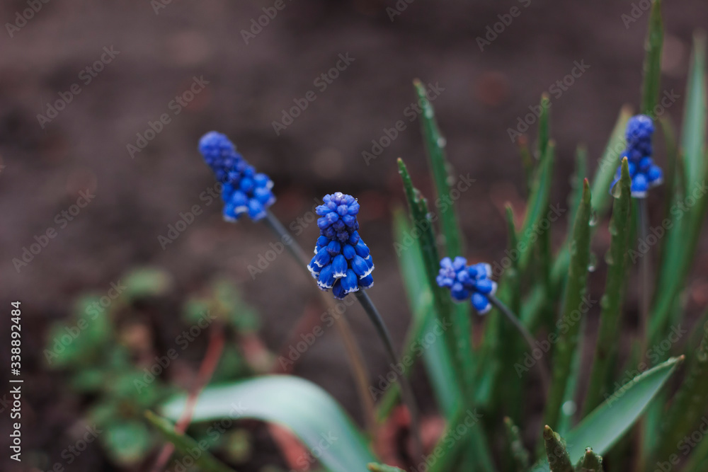 Flowering muscari. Blue little flowers Flowering muscari. Blue little flowers