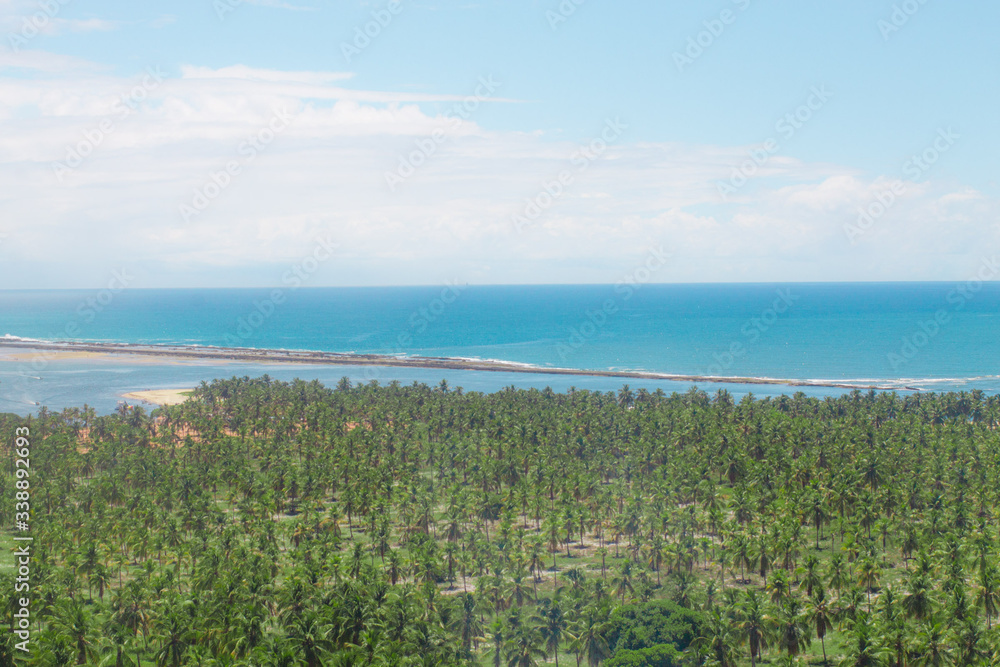 Muitos Coqueiros em Praia do Gunga Maceió Brasil