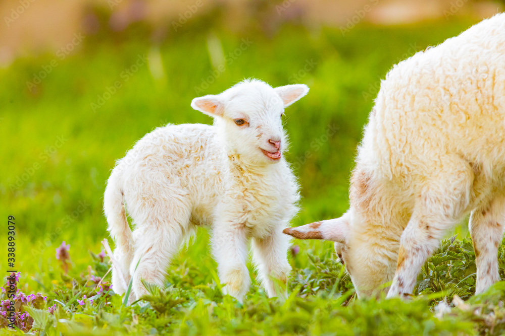 very young cute lamb on fresh spring meadow very young cute lamb on fresh spring meadow