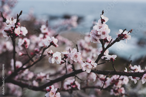 pink cherry blossom