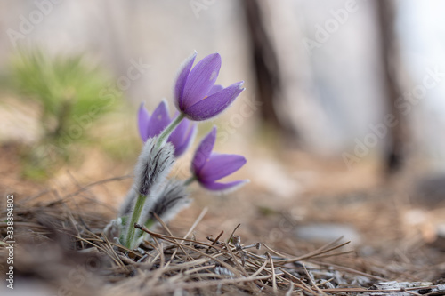 spring crocus flowers