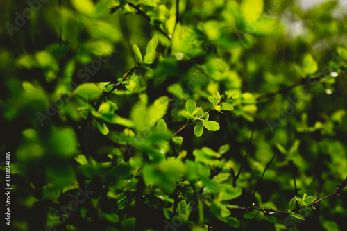 green leaves on branch background