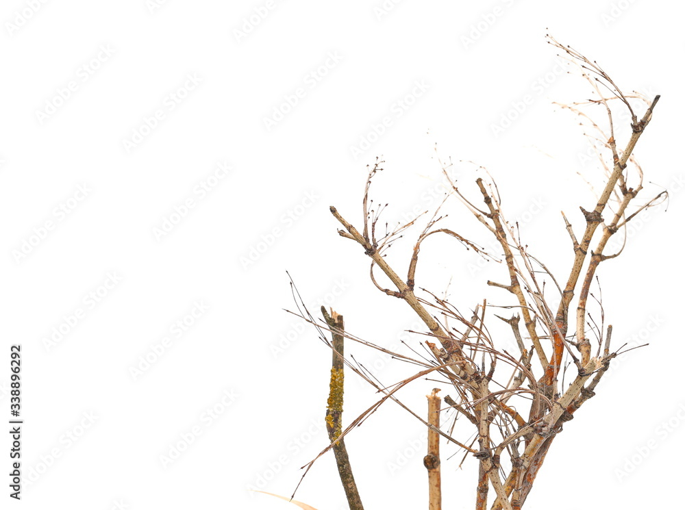 Dry shrubs, shrubbery isolated on white background with clipping path Dry shrubs, shrubbery isolated on white background with clipping path