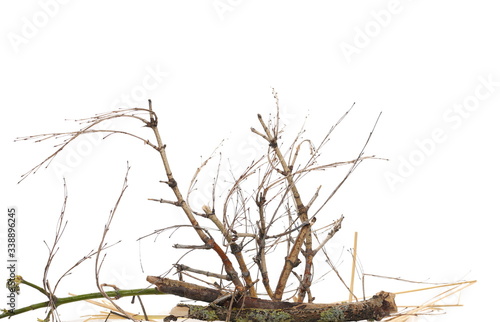 Slika na platnu Dry shrubs, shrubbery isolated on white background with clipping path