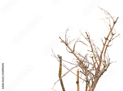Dry shrubs, shrubbery isolated on white background with clipping path