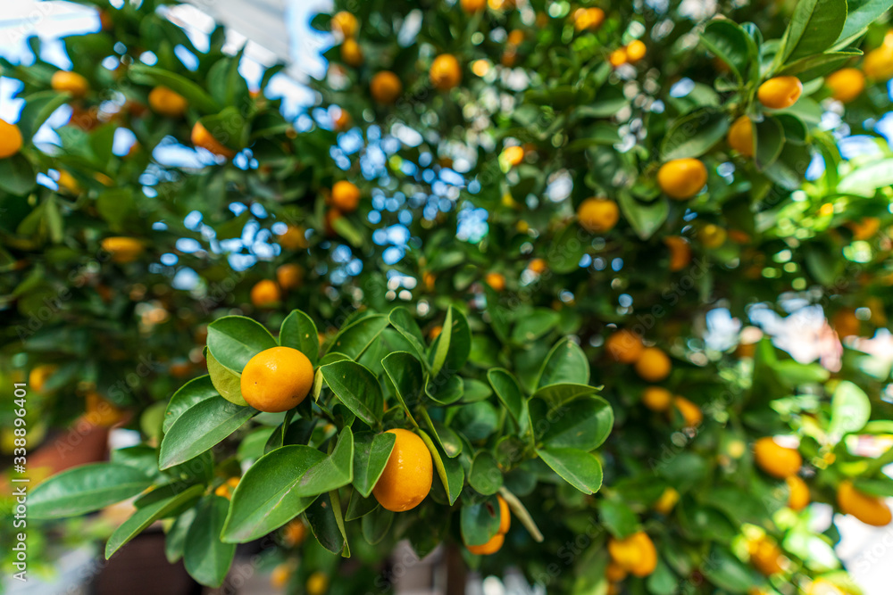Close-up of a mandarin tree with ripe fruits