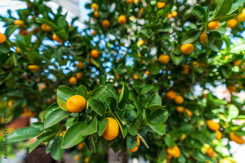 Close-up of a mandarin tree with ripe fruits
