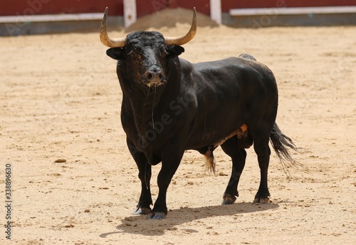 spanish bull in the bullring