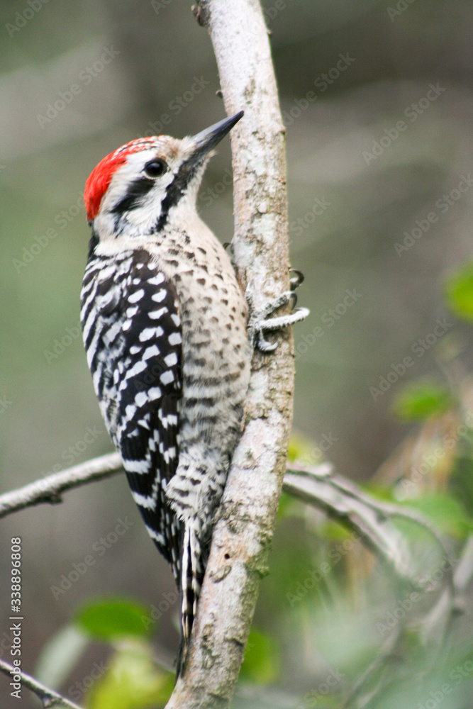 Red headded woodpecker standing on a branch. Red headded woodpecker standing on a branch.