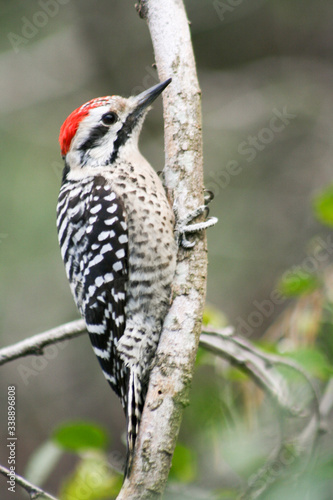 Red headded woodpecker standing on a branch. © Spring