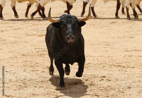 spanish bull in the bullring