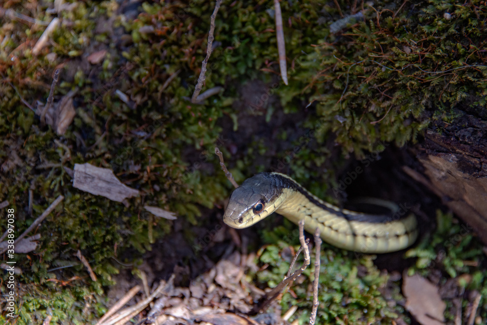In early spring, snakes crawl out to bask on the sun In early spring, snakes crawl out to bask on the sun