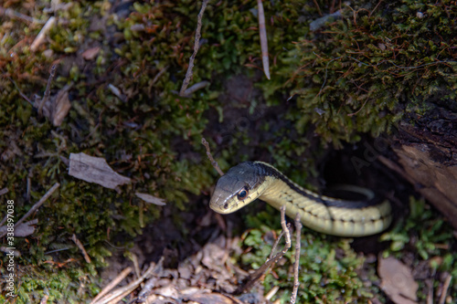 In early spring, snakes crawl out to bask on the sun © Benjamin Gelman