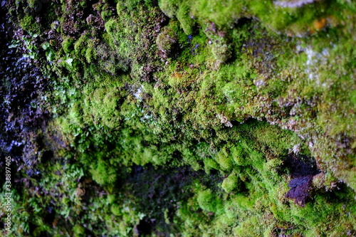 Wet moss on stones , background