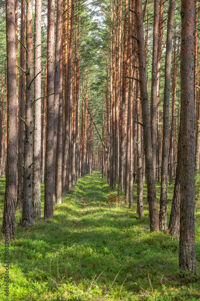 Footpath in the woods with pine trees in sunny summer day in Eastern Europe Footpath in the woods with pine trees in sunny summer day in Eastern Europe