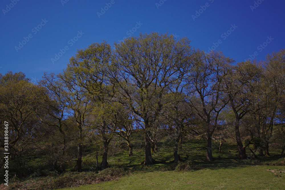 trees in the park