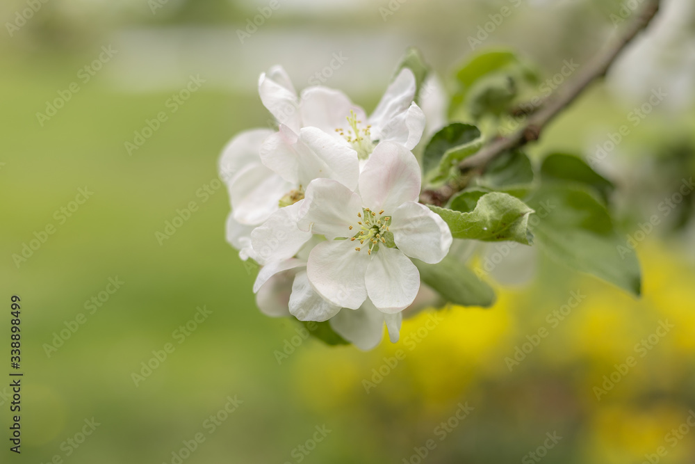 Beautiful apple flower in sunny spring day Beautiful apple flower in sunny spring day