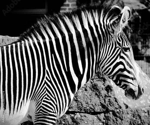 Cropped Image Of Zebra In Zoo
