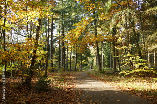 A nice colorful picture of a forest path covered with fallen leaves