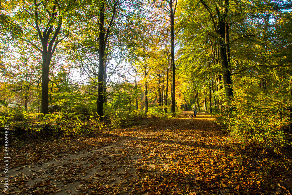 A nice colorful panorama of a forest path covered with fallen leaves