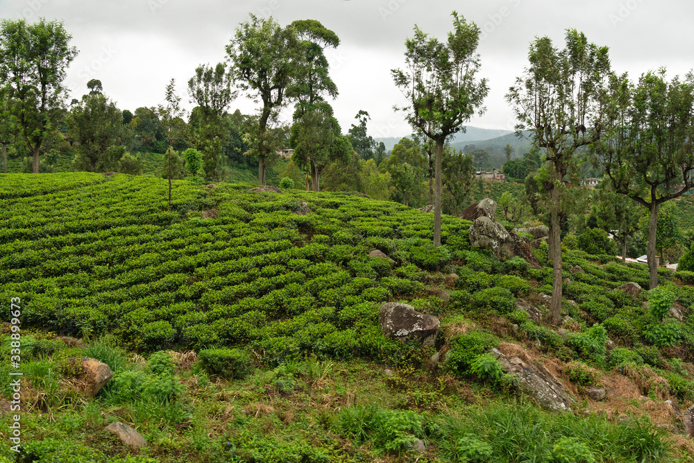 Tea plantation landscape in Sri Lanka, Nuwara Eliya green hills valley view.