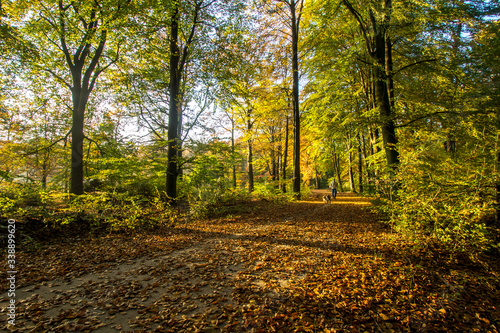 A nice colorful panorama of a forest path covered with fallen leaves