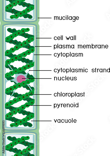 Structure of Spirogyra (charophyte green algae) with titles isolated on white background