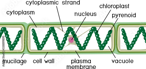 Structure of Spirogyra (charophyte green algae) with titles isolated on white background
