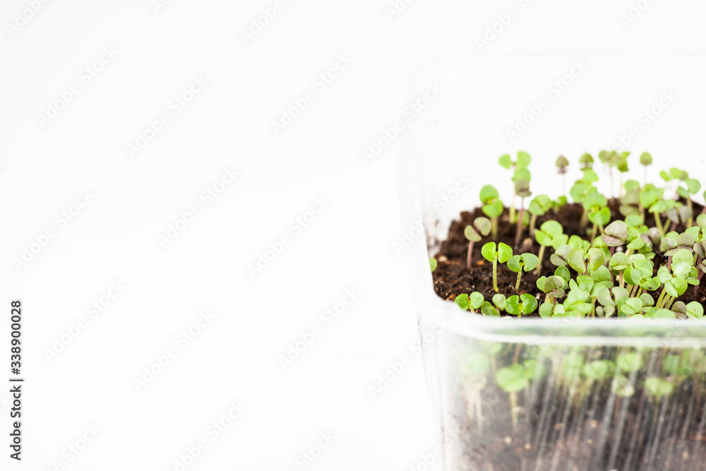 micro-greens, seedlings, copy space, white background. micro-greens, seedlings, copy space, white background.