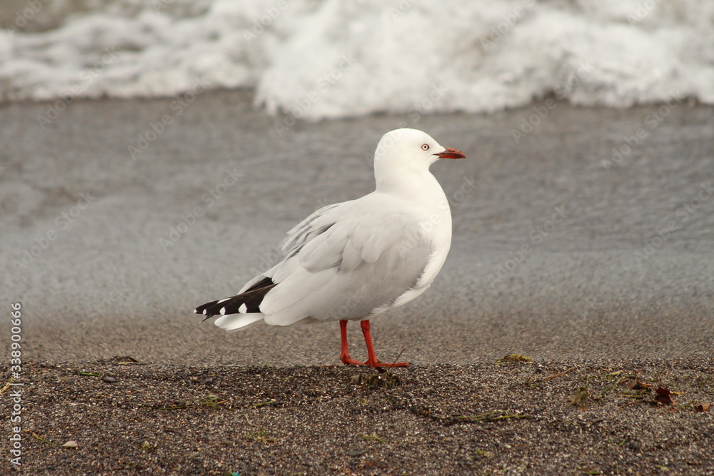 Fototapeta premium A gull in close up
