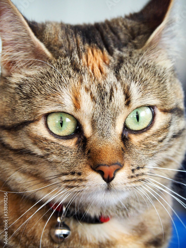 Portrait of a cute brown and white female cat © miff32