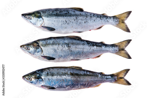Red salmon isolated on white background