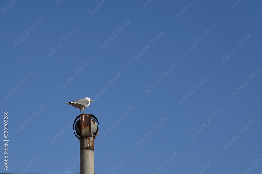 Gaviota tomando el sol sobre chimenea en un tejado de un edificio. Gaviota tomando el sol sobre chimenea en un tejado de un edificio.