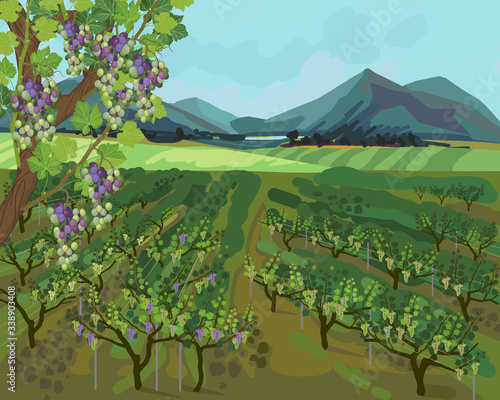 Summer landscape with vineyard, mountains on horizon and blue sky in impressionistic manner