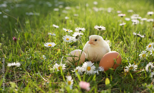 easter chick in grass