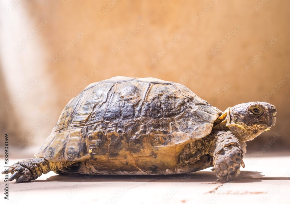 Obraz premium Turtle in Morocco