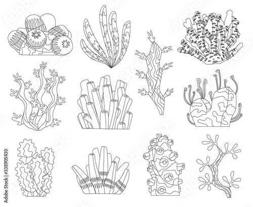 Marine algae, ocean seaweed and corals silhouettes. Underwater algae. Aquarium plants collection. Vector marine life. Isolated corals and algae. Underwater flora