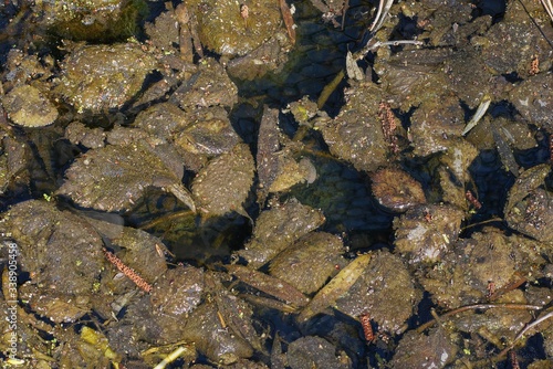 natural plant texture of gray and brown old fallen leaves in the water