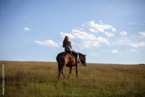horse in the field © Tatiana