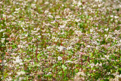 Buckwheat field  farmland. Blossoming buckwheat plant with white flowers