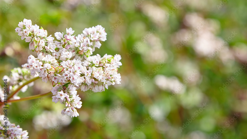 Buckwheat field, farmland. Blossoming buckwheat plant with white flowers Buckwheat field, farmland. Blossoming buckwheat plant with white flowers