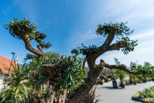 Close-up of an olive tree pruned on a bonsai