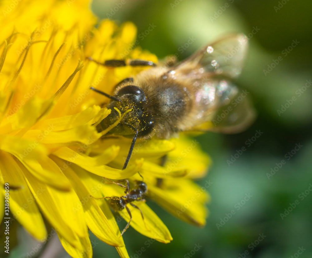 bee on yellow flower, bee in pollen an the yellow flower, spring pollen harvesting on the dandelion bee on yellow flower, bee in pollen an the yellow flower, spring pollen harvesting on the dandelion