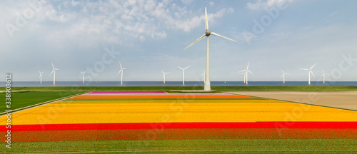 Aerial view of tulip fields and wind turbines in the Noordoostpolder municipality, Flevoland photo