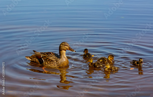 A duck with a brood of ducklings on the Neva River in the city.