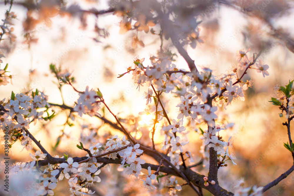 cherry flowers at sunrise