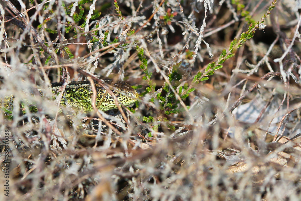 dutch sand lizard in thick vegetation in the dune region near The Hague dutch sand lizard in thick vegetation in the dune region near The Hague