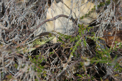 Sand lizard in undergrowth on the Dutch north sea coast dune region near The Hague